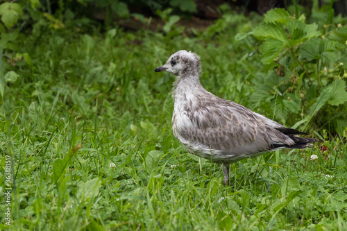 seagull chick