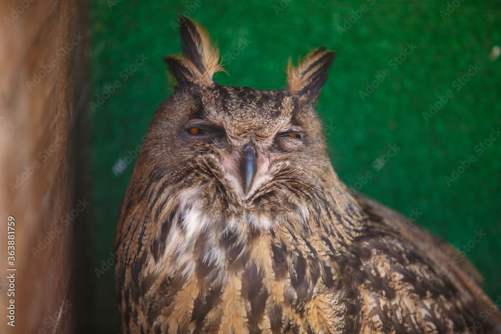 Portrait of brown owl, close up of wild bird, sitting calm, yellow eyes half closed, green background Portrait of brown owl, close up of wild bird, sitting calm, yellow eyes half closed, green background