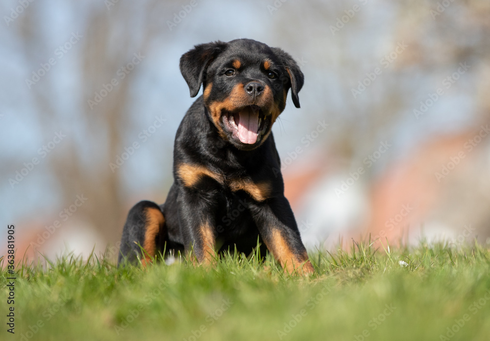 Happy Rottweiler puppy outdoor