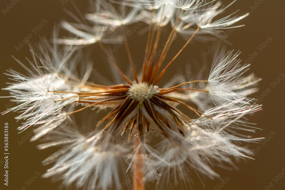 Fototapeta premium Dandelion seeds close up blowing in green background