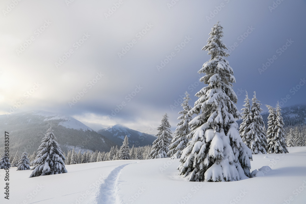 Obraz premium Beautiful landscape on the cold winter foggy morning. On the lawn covered with snow there is a trodden path leading to the high mountains with snow white peaks, trees in the snowdrifts.