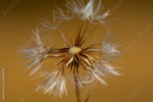 Dandelion seeds close up blowing in green background