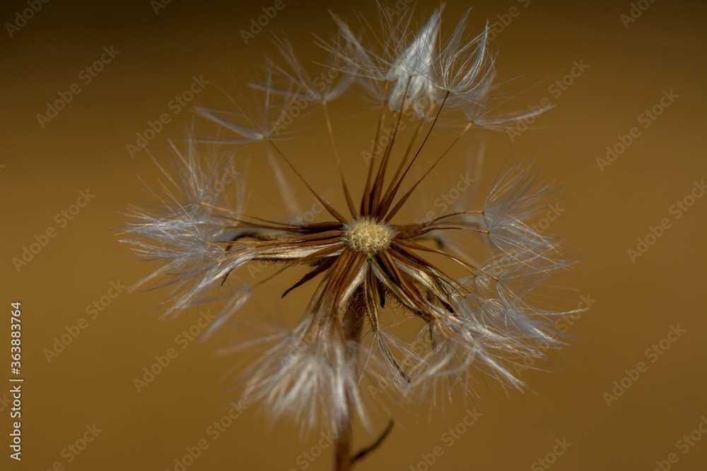 Dandelion seeds close up blowing in green background