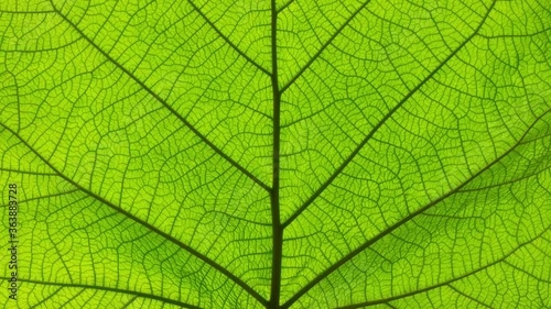 Cinemagraph of leaf changing colors with seasons