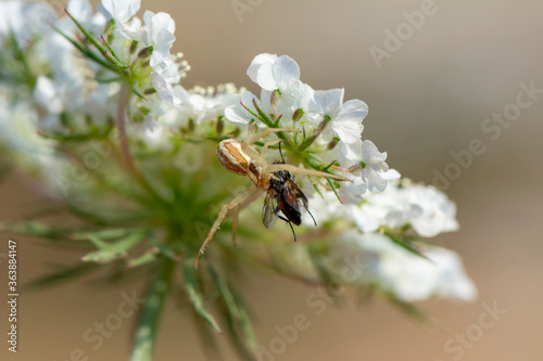 spider feasting on fly. Macro photo © blackdiamond67