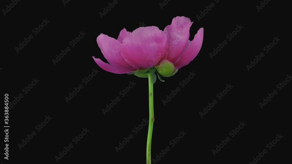 Time-lapse of growing, opening and rotating red Peony 1a1 in PNG+ format with ALPHA transparency channel isolated on black background
Time-lapse of growing, opening and rotating red Peony 1a1 in PNG+ format with ALPHA transparency channel isolated on black background
