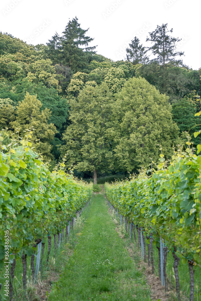 Vines and vine plants in the Southern Palatinate in Germany