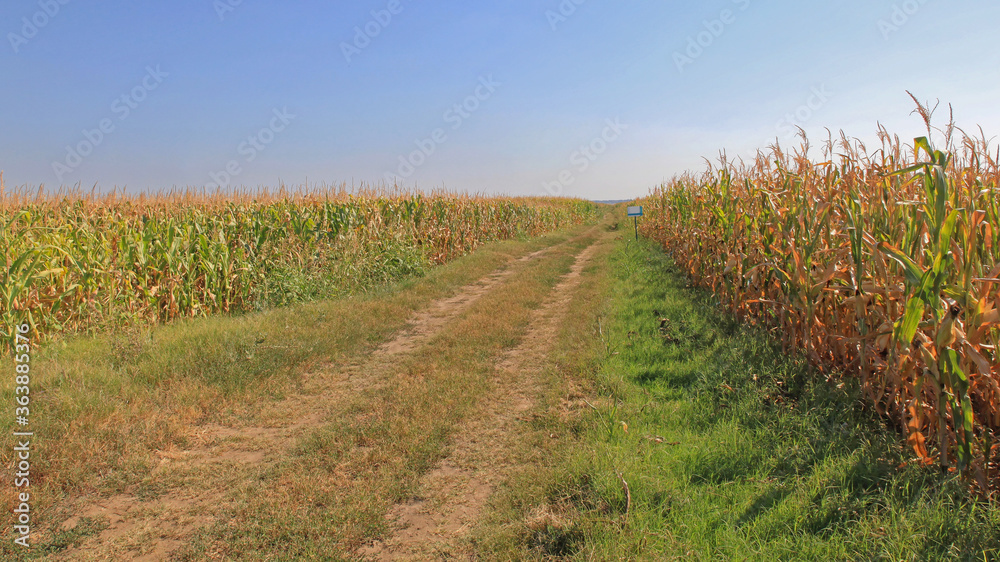 Dirt Road Between Corn Fields Dirt Road Between Corn Fields