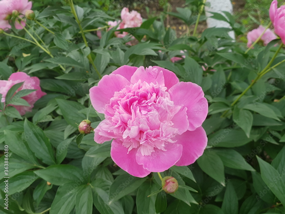 Pink roses in garden Pink roses in garden