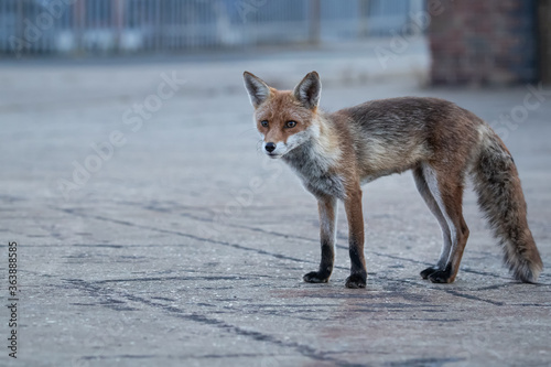 Obraz na plátně Red fox vixen standing on pavement with grey background.