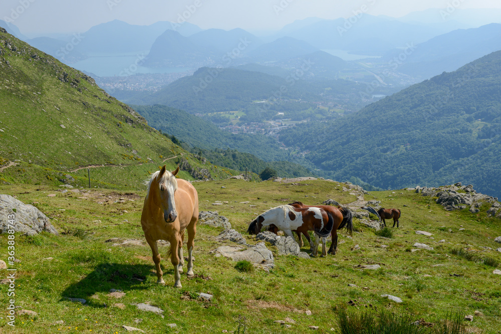 Grazing horses at a farm on Capriasca valley over Lugano in Switzerland