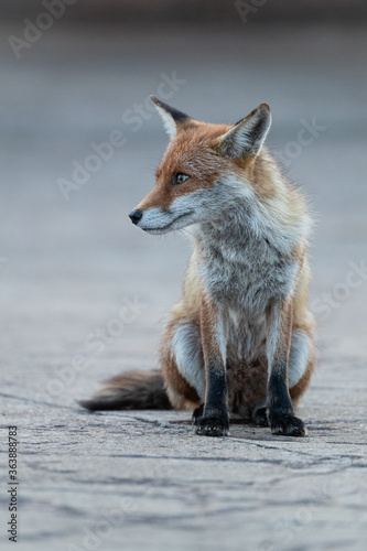 Red fox sitting on a pavement looking to the side with a grey background. 