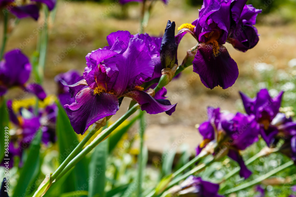 Purple bearded irises in garden