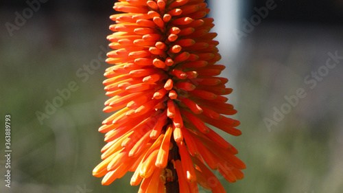 A Beautiful Red hot poker flower plant also know as torch lily, knofflers or Kniphofia, is a genus of perennial flowering plants in the family Asphodelaceae photo