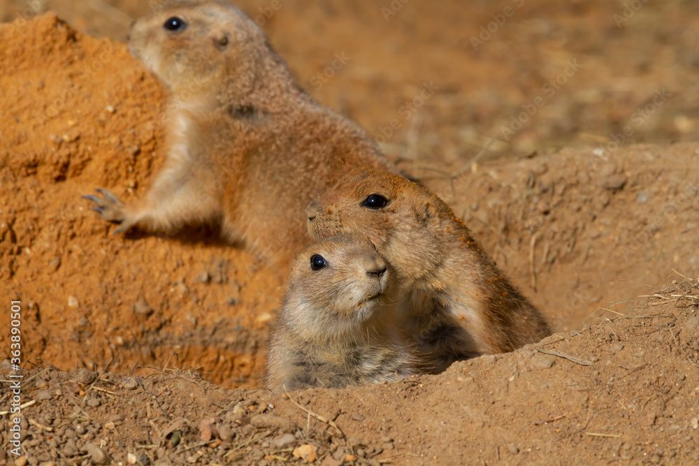 Obraz premium wild hairy mammal gopher in the desert on the sand during the day