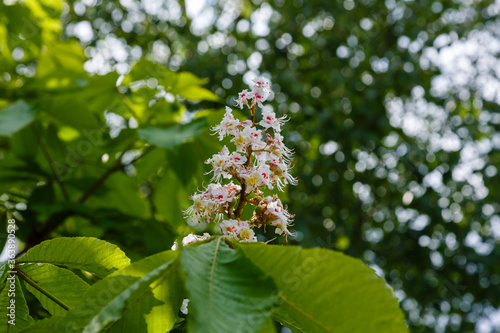 Inflorescences of wild chestnut. Wild chestnuts tree in spring blossom