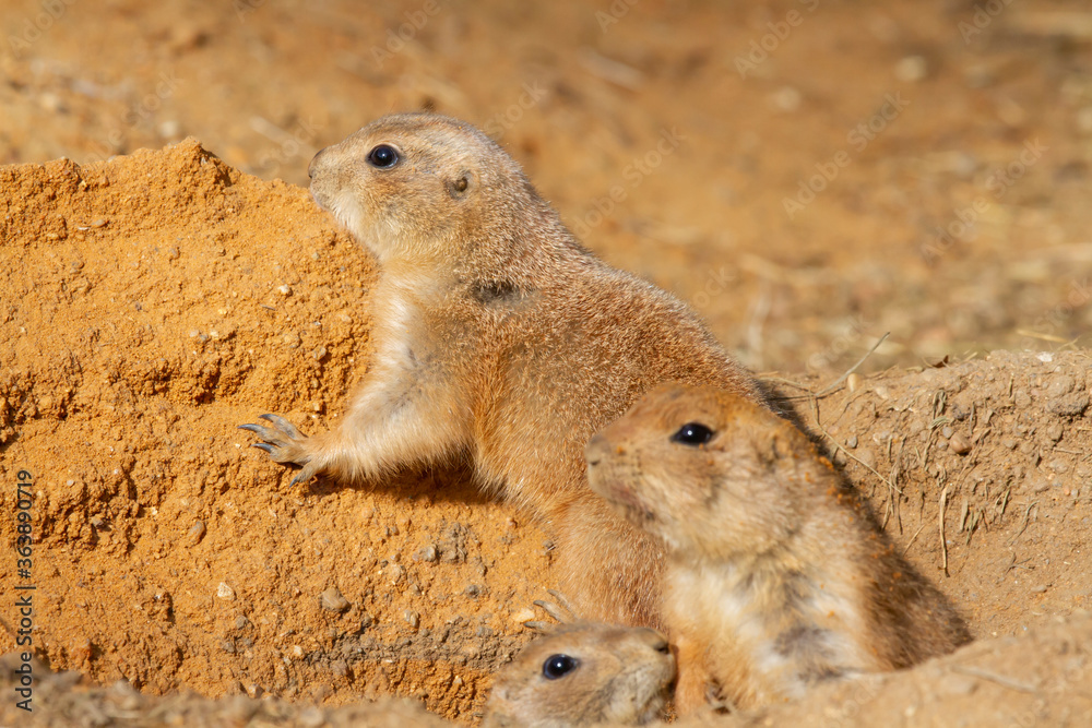 wild hairy mammal gopher in the desert on the sand during the day
wild hairy mammal gopher in the desert on the sand during the day
