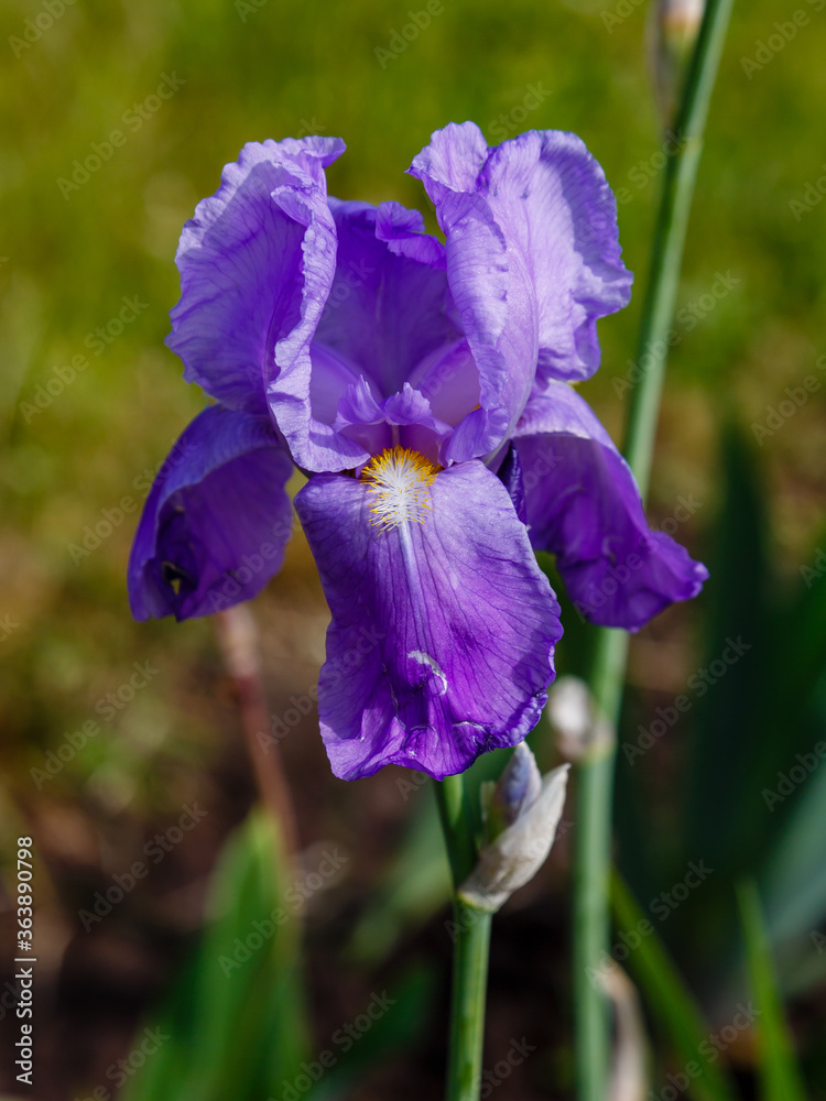 Blue (purple) flower of bearded iris (Iris germanica). Growing German irises in the garden.