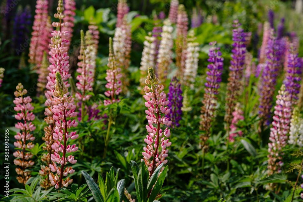 Lupinus, lupin, lupine field with pink purple and blue flowers. Summer flower background Lupinus, lupin, lupine field with pink purple and blue flowers. Summer flower background