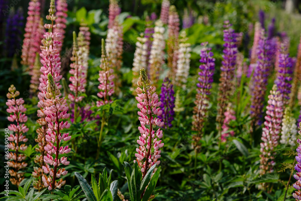 Lupinus, lupin, lupine field with pink purple and blue flowers. Summer flower background Lupinus, lupin, lupine field with pink purple and blue flowers. Summer flower background