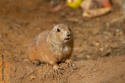  wild hairy mammal gopher in the desert on the sand during the day