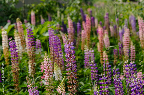 Lupinus  lupin  lupine field with pink purple and blue flowers. Summer flower background