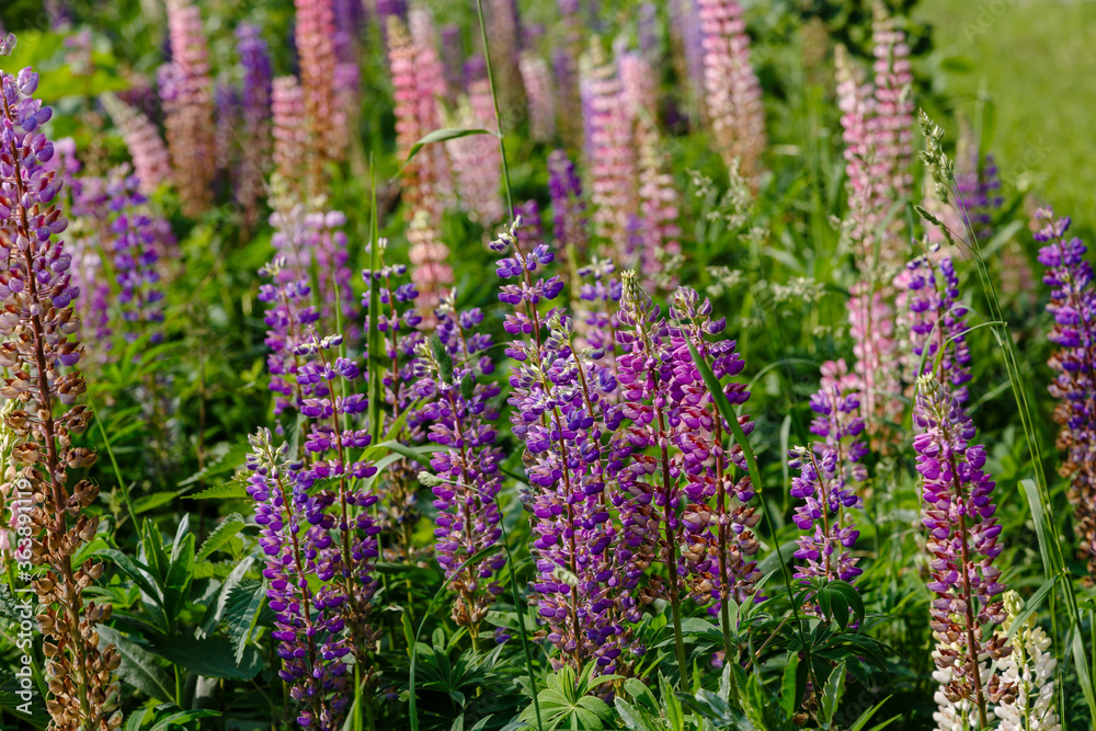 Lupinus, lupin, lupine field with pink purple and blue flowers. Summer flower background Lupinus, lupin, lupine field with pink purple and blue flowers. Summer flower background