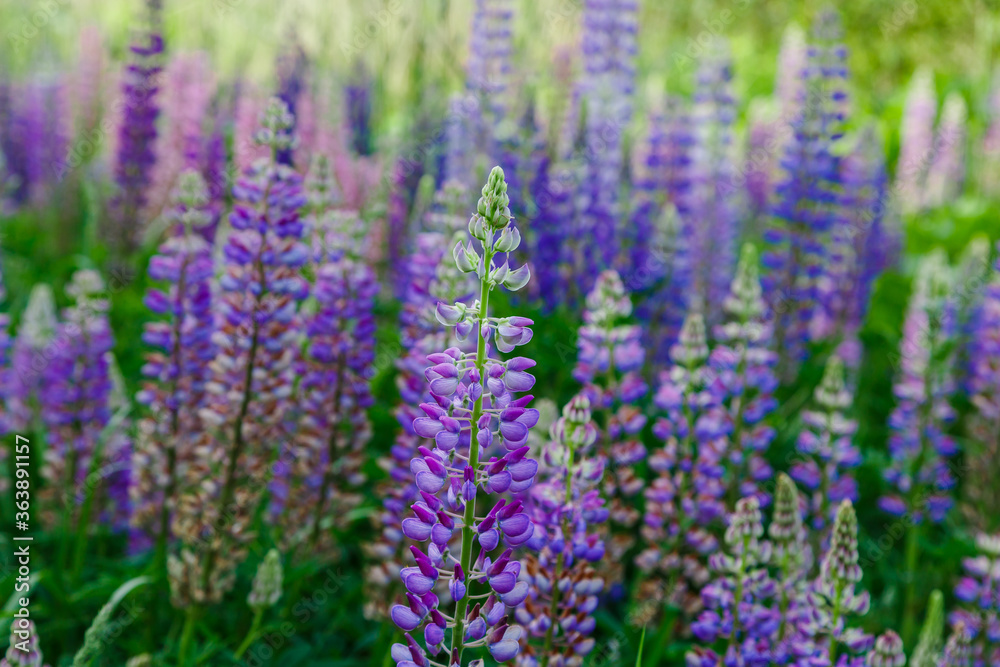 Lupinus, lupin, lupine field with pink purple and blue flowers. Summer flower background Lupinus, lupin, lupine field with pink purple and blue flowers. Summer flower background