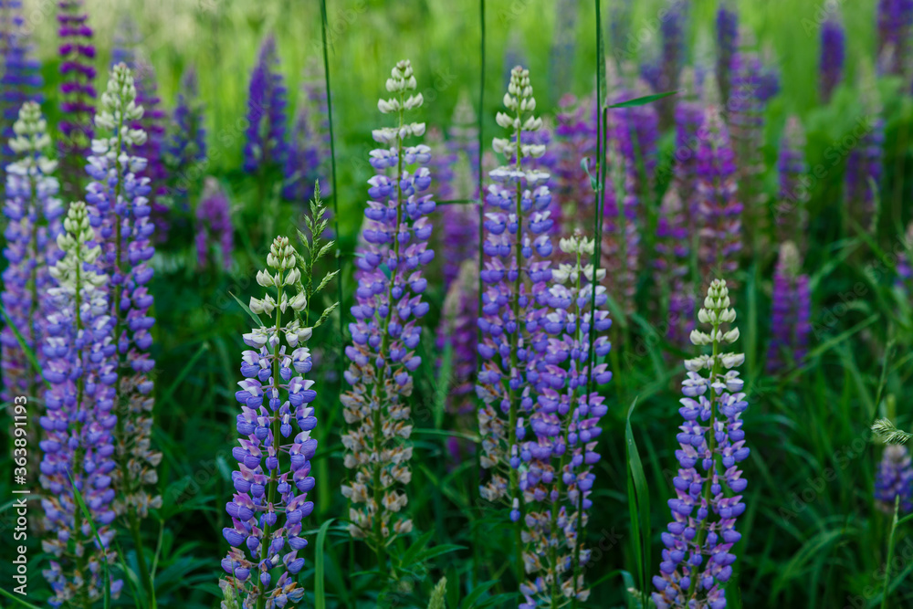 Fototapeta premium Lupinus, lupin, lupine field with pink purple and blue flowers. Summer flower background