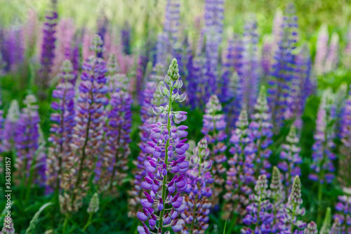 Lupinus  lupin  lupine field with pink purple and blue flowers. Summer flower background