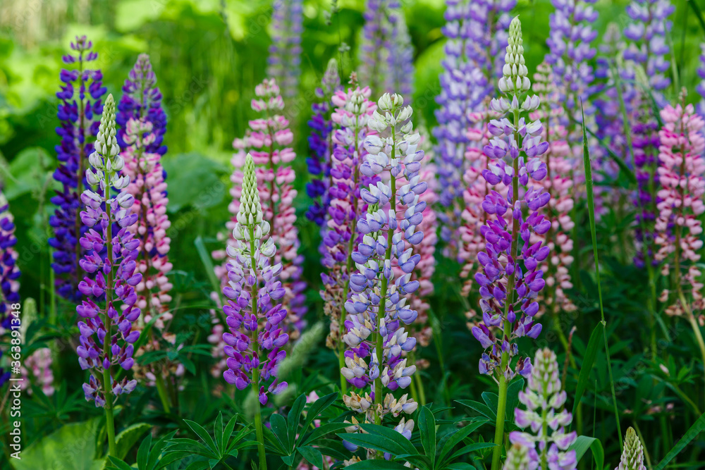 Lupinus, lupin, lupine field with pink purple and blue flowers. Summer flower background Lupinus, lupin, lupine field with pink purple and blue flowers. Summer flower background