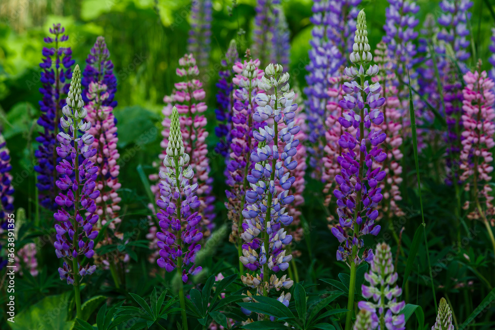 Lupinus, lupin, lupine field with pink purple and blue flowers. Summer flower background Lupinus, lupin, lupine field with pink purple and blue flowers. Summer flower background