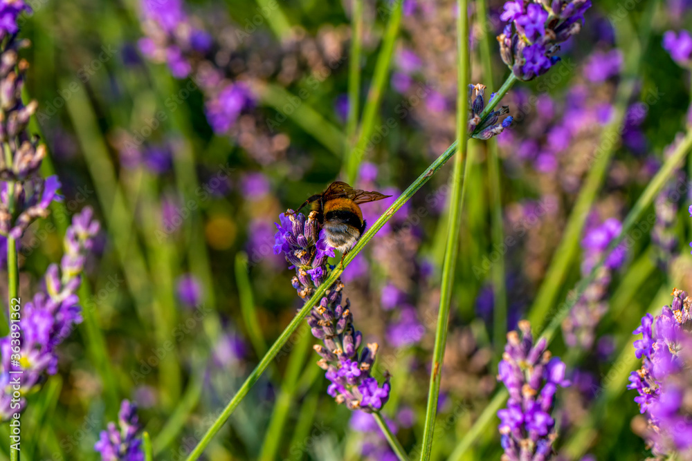 Close-Up Of Bumblebee On Lavender Bee pollinating lavender Close-Up Of Bumblebee On Lavender Bee pollinating lavender