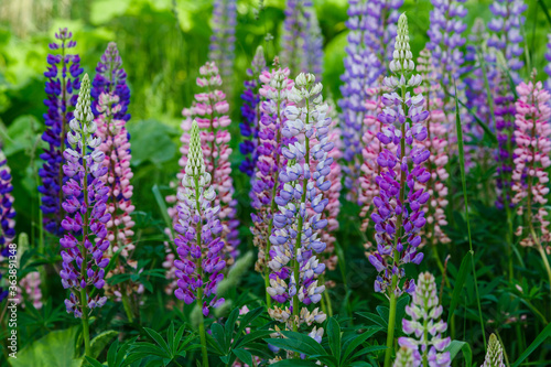 Lupinus  lupin  lupine field with pink purple and blue flowers. Summer flower background