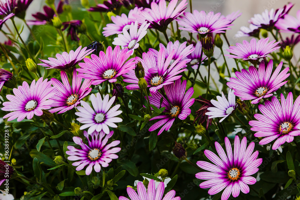 Beautiful flowering bush of Osteospermum (daisybushes or African daisies, South African daisy and Cape daisy). Purple daisy for gardening and landscaping. Beautiful flowering bush of Osteospermum (daisybushes or African daisies, South African daisy and Cape daisy). Purple daisy for gardening and landscaping.