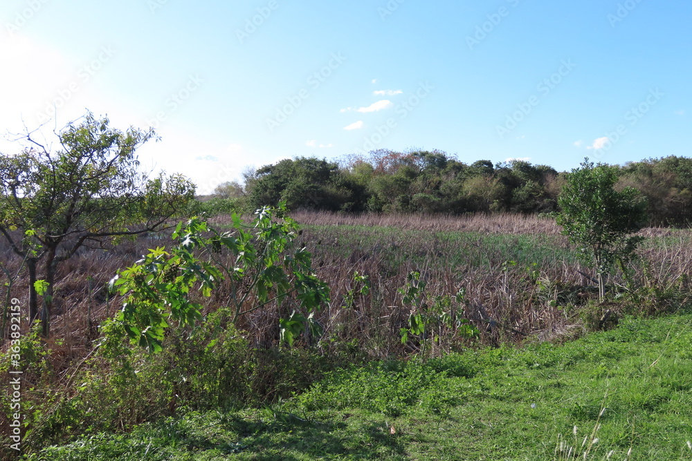 field of lavender