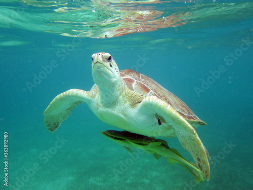 Close-up Of A Turtle Underwater © sönke bullerdiek/EyeEm