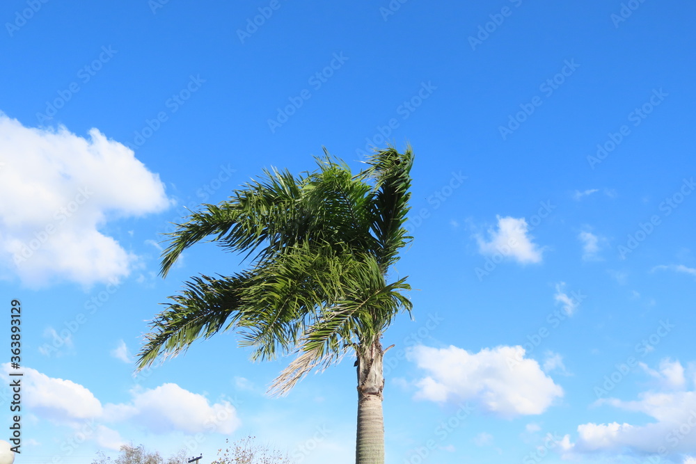 Fototapeta premium palm trees against blue sky