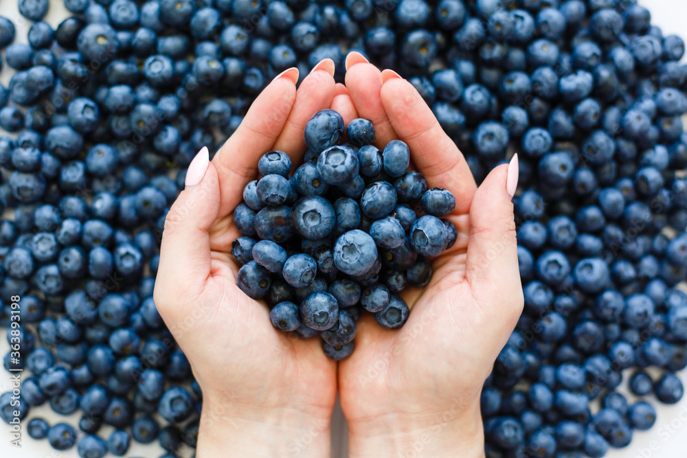 Large ripe blueberries in female hands on a gray background. A handful of blueberries. Large ripe blueberries in female hands on a gray background. A handful of blueberries.