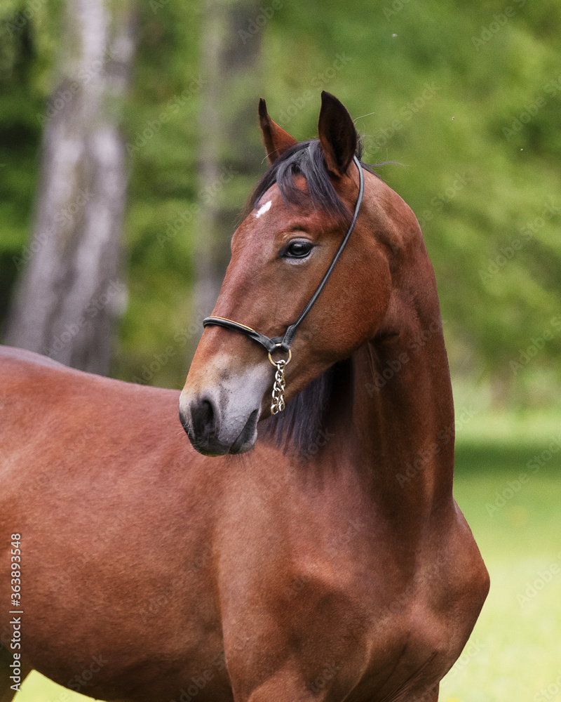 Obraz premium Portrait of a beautiful chestnut horse looks back on natural green summer background, head closeup