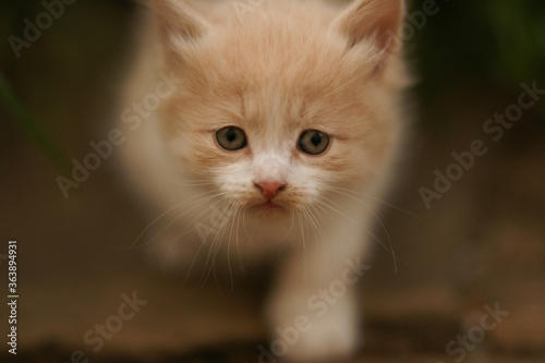 little fluffy kitten is walking in the summer garden with a curious look