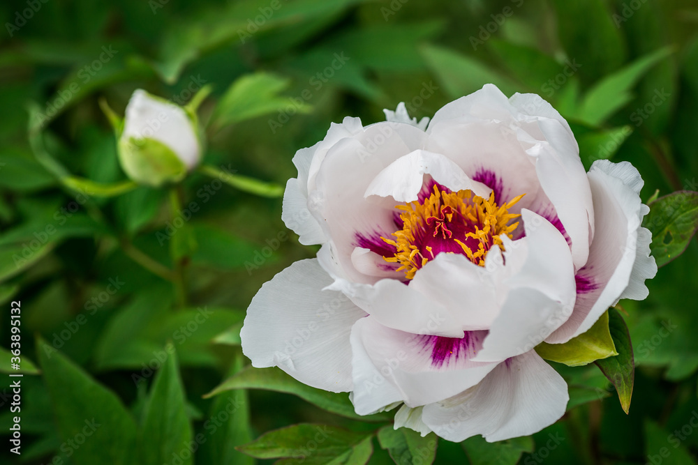 
Exotic tree-like peony blooming in central Europe, a white bud with a raspberry core and yellow stamens is shot in close-up.