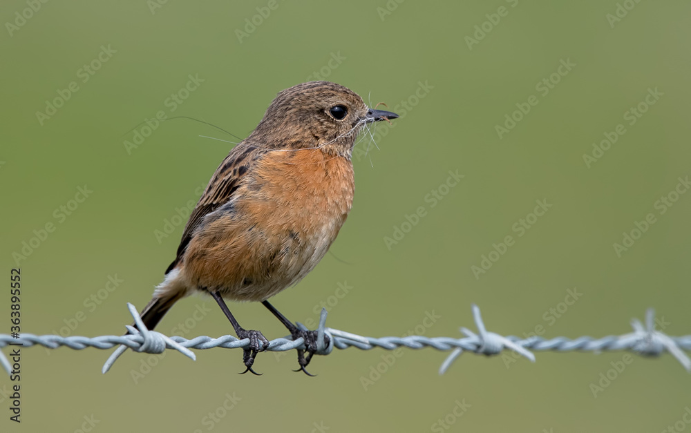 Fototapeta premium Stonechat 