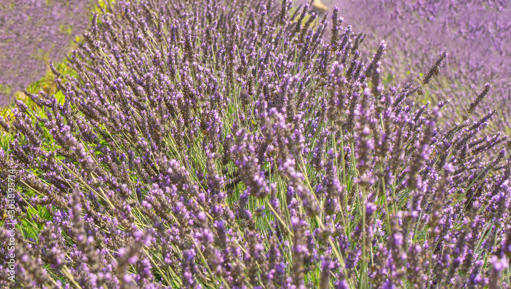 Obraz premium Lavender flower, selective and soft focus on lavender flowers.