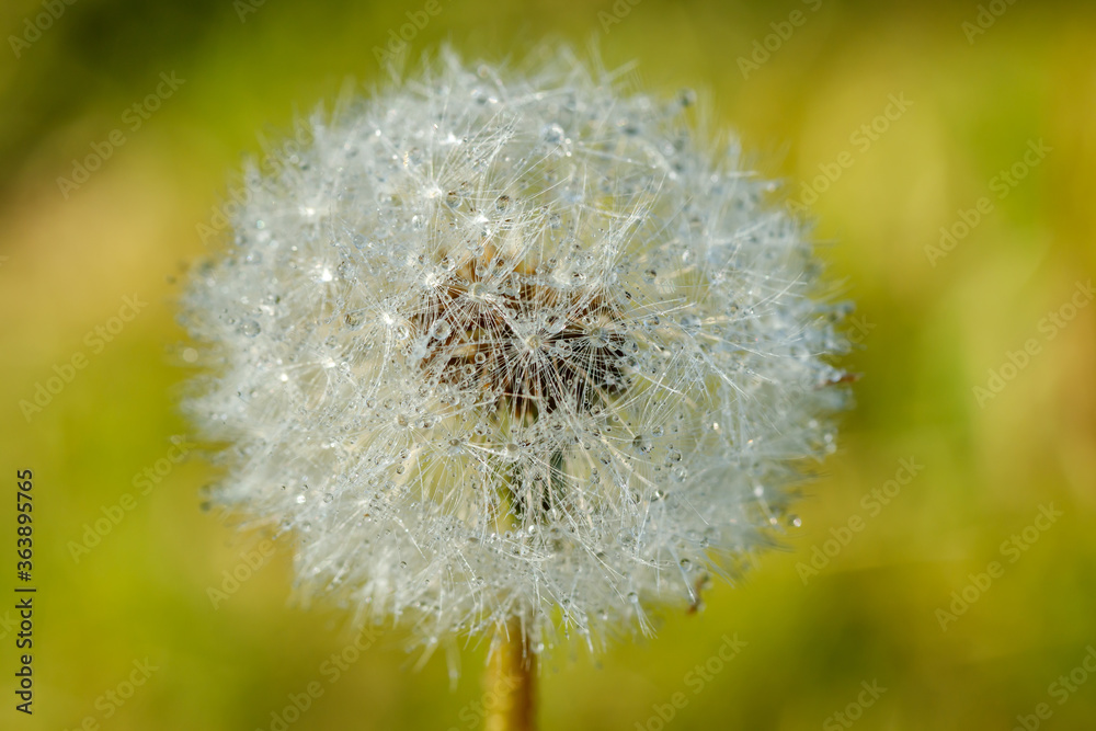 Fototapeta premium Beautiful fluffy dandelion with rain drops and seeds against the green grass
