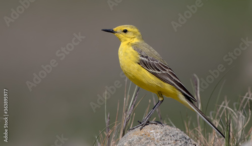 Yellow Wagtail