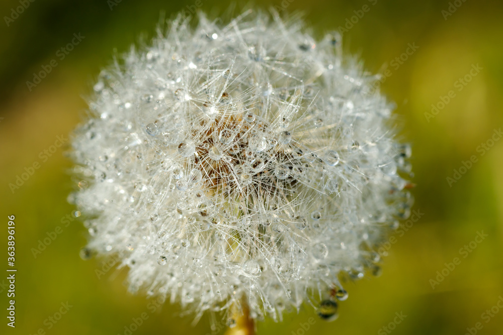 Fototapeta premium Beautiful fluffy dandelion with rain drops and seeds against the green grass