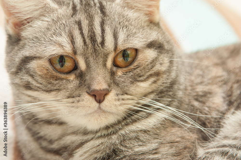 A large portrait of a purebred cat in a light and dark gray strip, shot frontally with pulsed light.
A large portrait of a purebred cat in a light and dark gray strip, shot frontally with pulsed light.