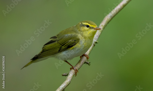 Wood Warbler