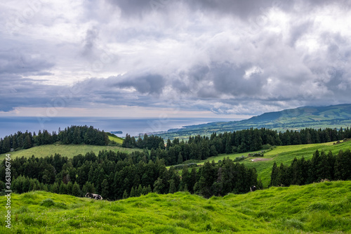 Landscape view with the cattle rising and the Atlantic ocean as background on a beautiful cloudy day in the island of São Miguel in Azores
